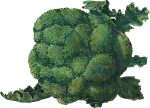 Broccoli PNG-72938